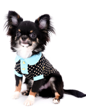 Birkin Doll  Extreme Short Muzzle Boy