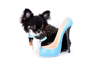 Birkin Doll  Extreme Short Muzzle Boy