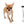 Julio SC Sable Boy