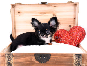 Birkin Doll  Extreme Short Muzzle Boy