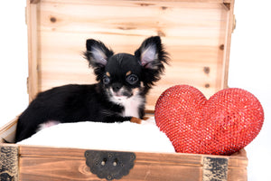 Birkin Doll  Extreme Short Muzzle Boy