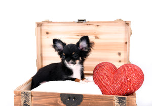 Birkin Doll  Extreme Short Muzzle Boy