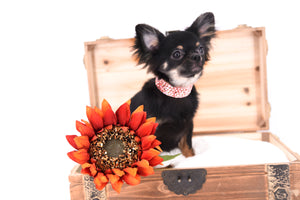 Birkin Doll  Extreme Short Muzzle Boy