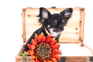 Birkin Doll  Extreme Short Muzzle Boy