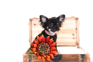 Birkin Doll  Extreme Short Muzzle Boy