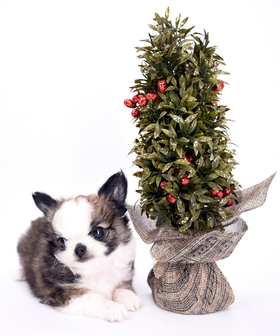 Starbucks SC white sable Micro Boy
