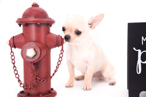 Hermes Birkin Teacup Boy
