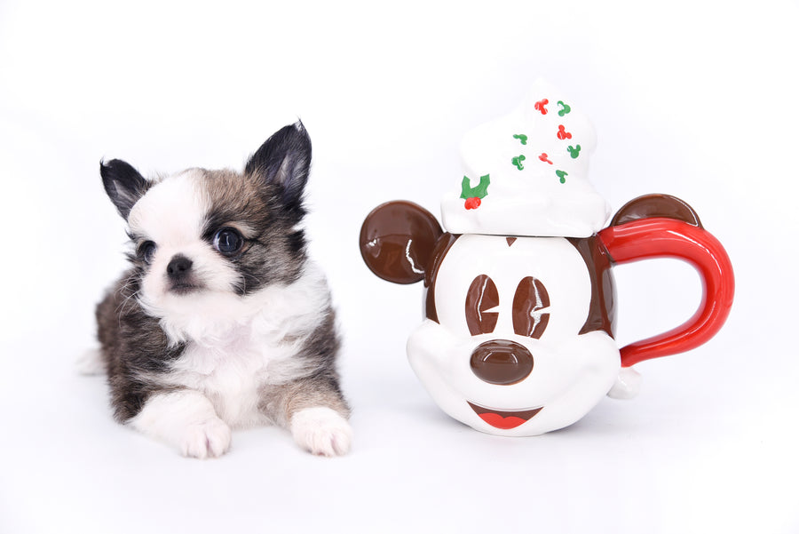 Starbucks SC white sable Micro Boy