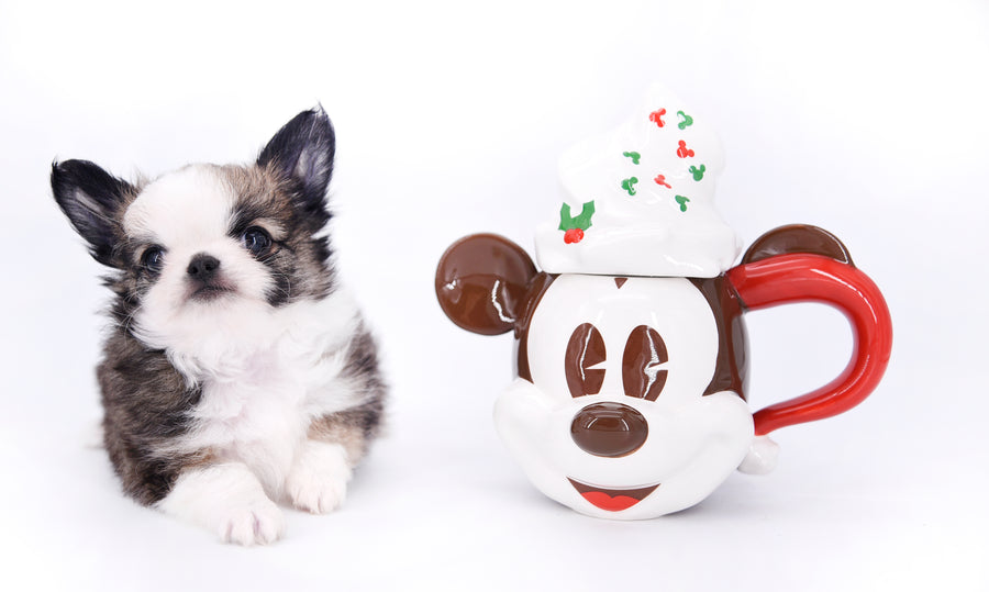 Starbucks SC white sable Micro Boy