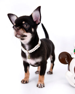 Aurora Micro SC Chocolate Green Eyes