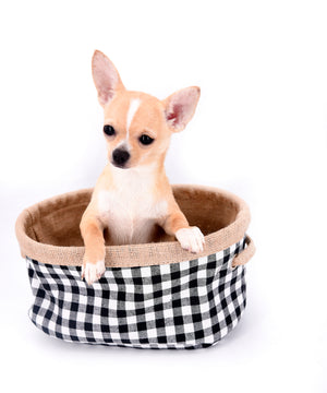 Liam Marcus Teacup Short Muzzle SC Boy