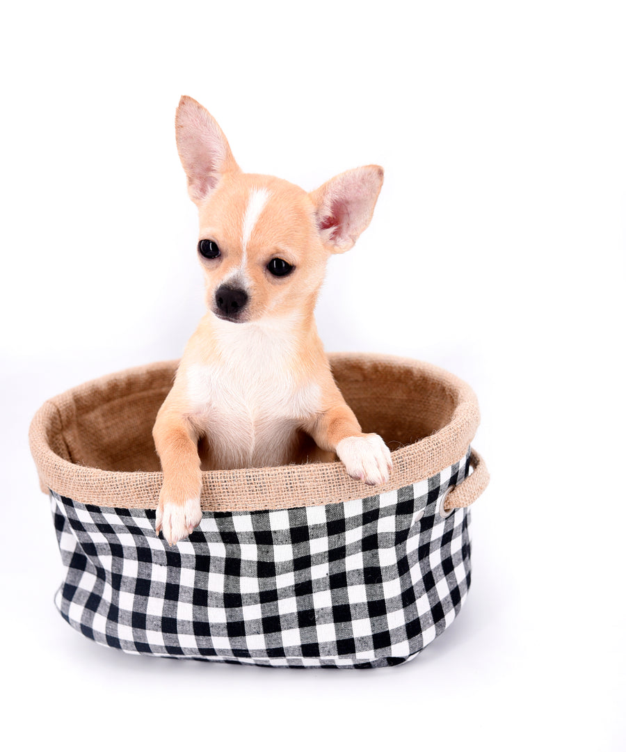 Liam Marcus Teacup Short Muzzle SC Boy