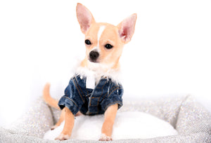 Liam Marcus Teacup Short Muzzle SC Boy