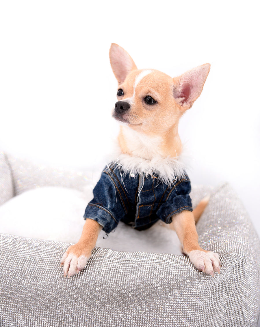 Liam Marcus Teacup Short Muzzle SC Boy