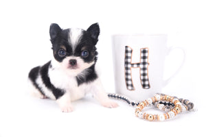 Smore Boy Just perfection