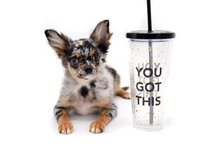 Armani Blue Merle Boy