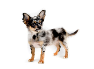 Armani Blue Merle Boy