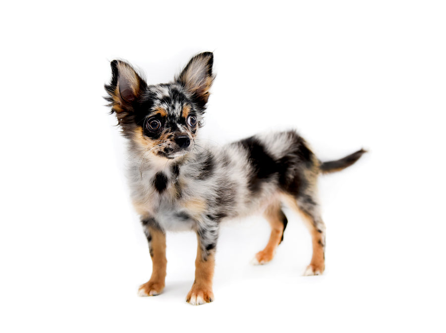 Armani Blue Merle Boy