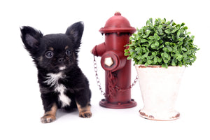 Micro LC Boy