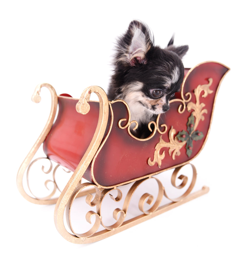 Diva Micro LC Girl