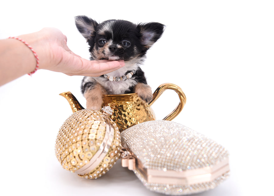 Diva Micro LC Girl
