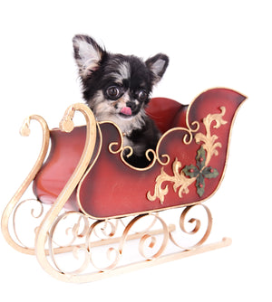 Diva Micro LC Girl