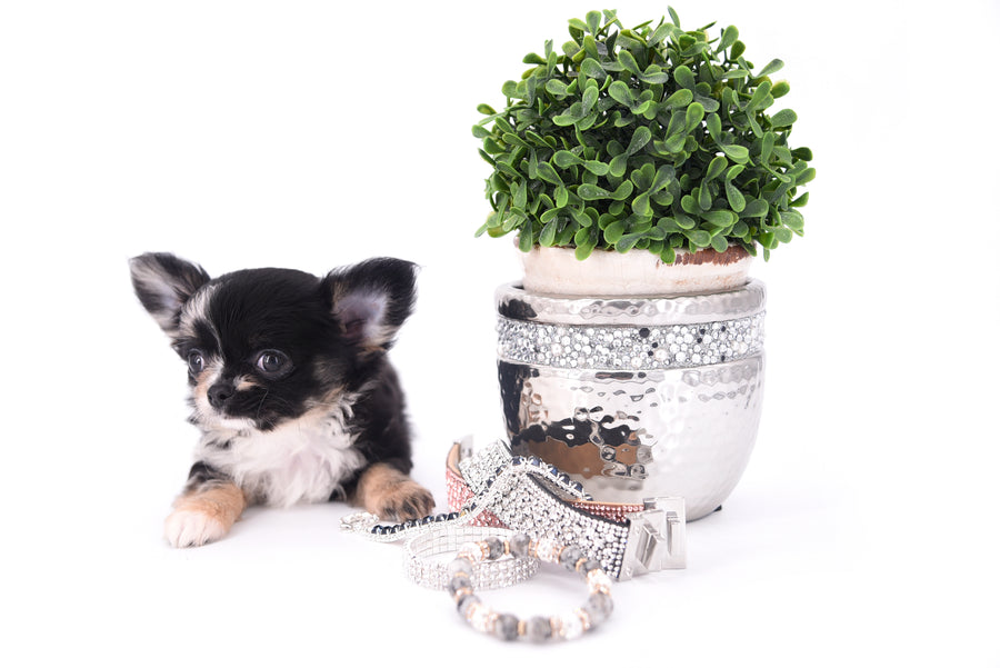 Diva Micro LC Girl