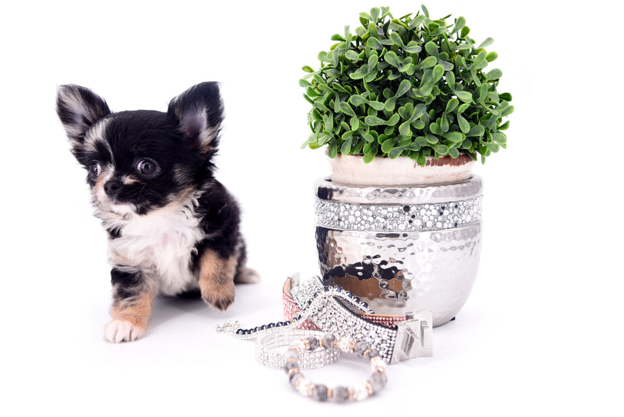 Diva Micro LC Girl