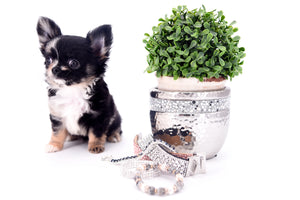 Diva Micro LC Girl