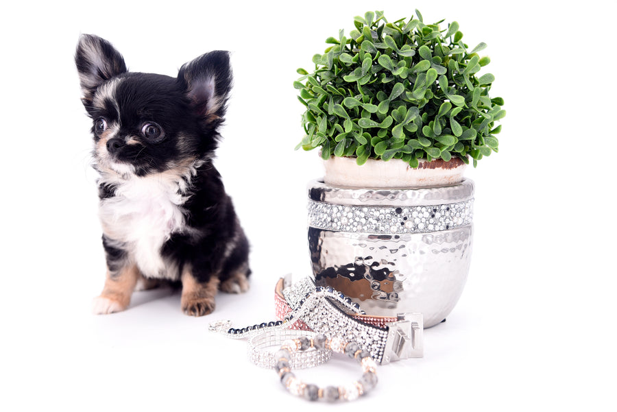 Diva Micro LC Girl