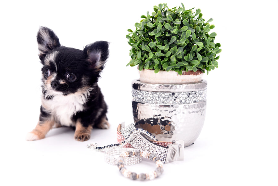 Diva Micro LC Girl