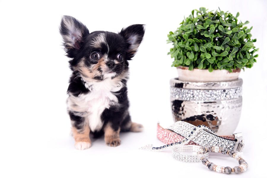 Diva Micro LC Girl