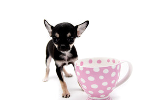 Molly Micro Tricolor Girl