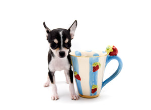 Anastasia Tricolor Girl