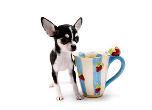 Anastasia Tricolor Girl