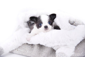 Rome Blue Lavender Blue Eyes Micro