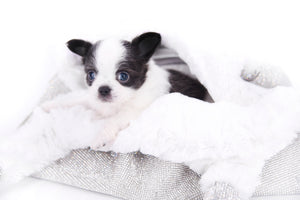 Rome Blue Lavender Blue Eyes Micro