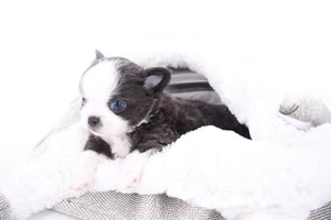 Rome Blue Lavender Blue Eyes Micro