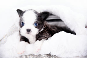Rome Blue Lavender Blue Eyes Micro