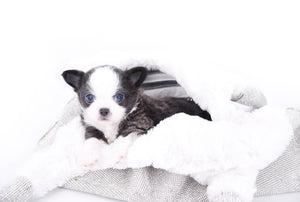 Rome Blue Lavender Blue Eyes Micro
