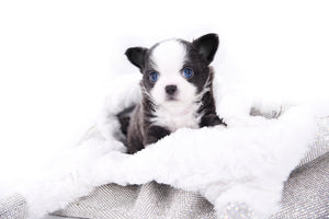 Rome Blue Lavender Blue Eyes Micro