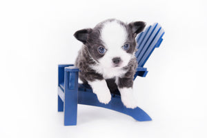 Rome Blue Lavender Blue Eyes Micro