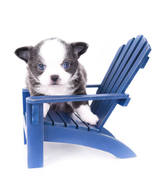 Rome Blue Lavender Blue Eyes Micro