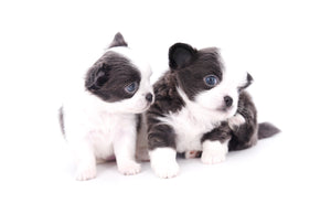 Rome Blue Lavender Blue Eyes Micro