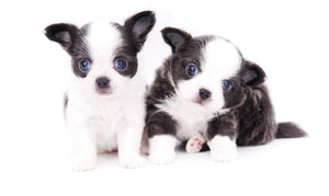 Rome Blue Lavender Blue Eyes Micro
