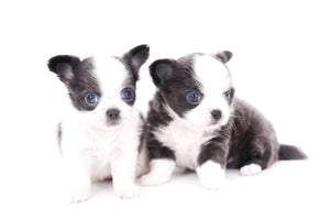 Rome Blue Lavender Blue Eyes Micro