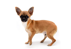 Lady Red Sable Girl