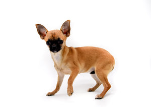 Lady Red Sable Girl
