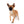 Lady Red Sable Girl