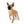 Lady Red Sable Girl